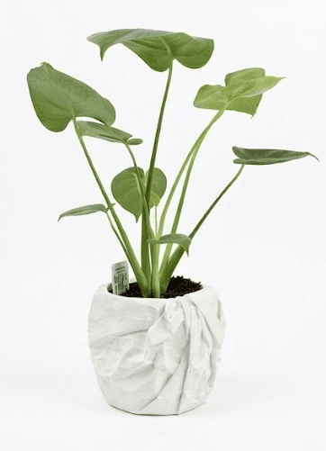 Papirnata vaza